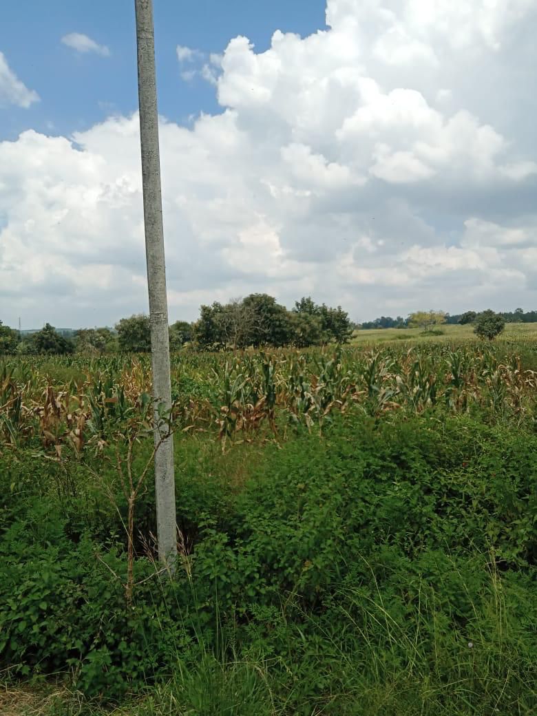 3 acre 31 Gunta agricultural land for sale in Hassan