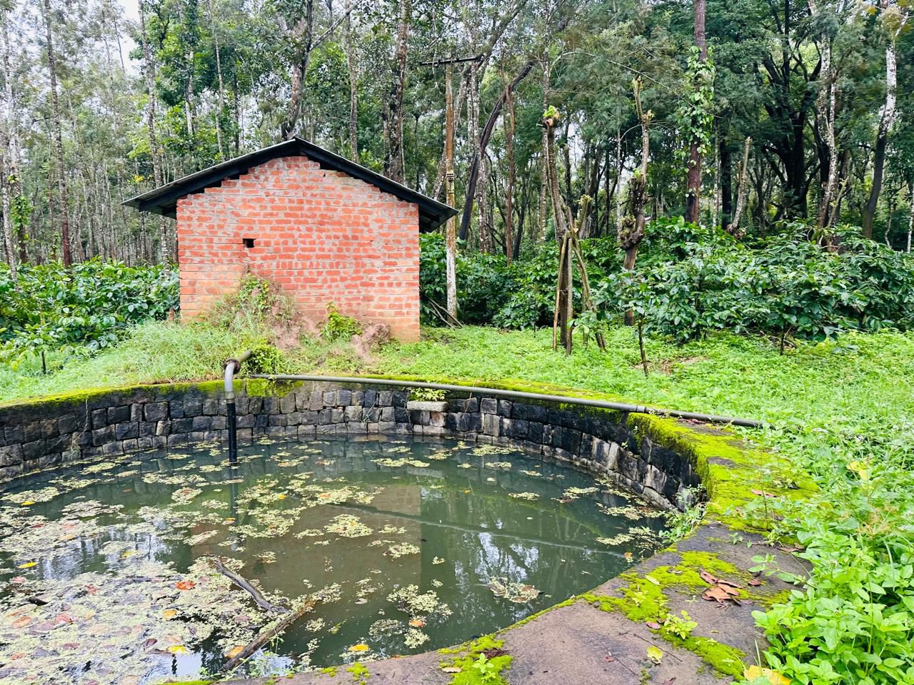   9.5 acre well maintained coffee plantation for sale