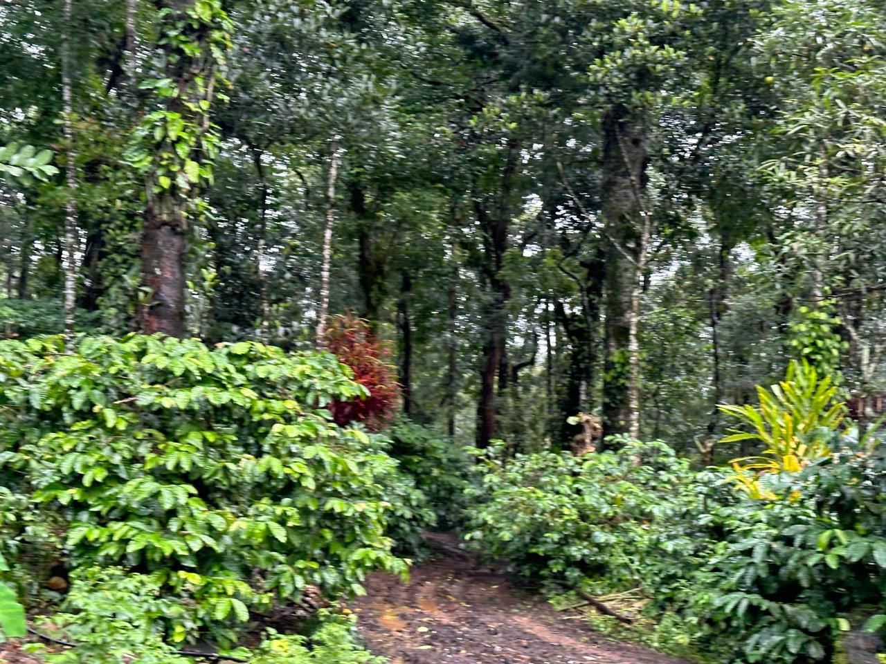 13 acre coffee estate with beautiful farm house for sale in Mudigere - Chikkamgaluru district 
