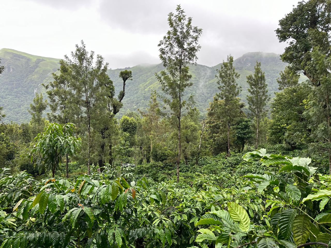3.5 acre estate for sale near Rani jari