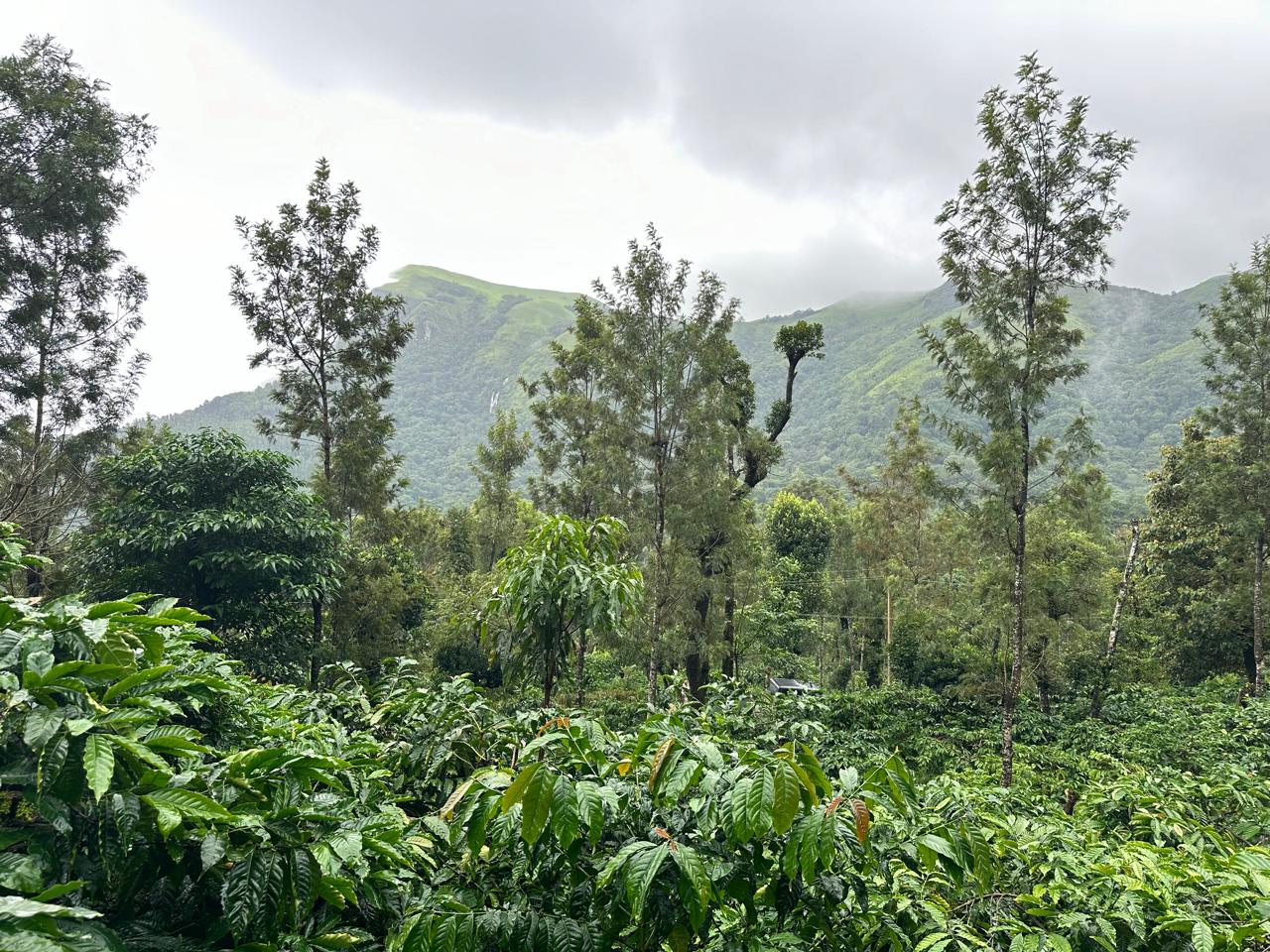 3.5 acre estate for sale near Rani jari