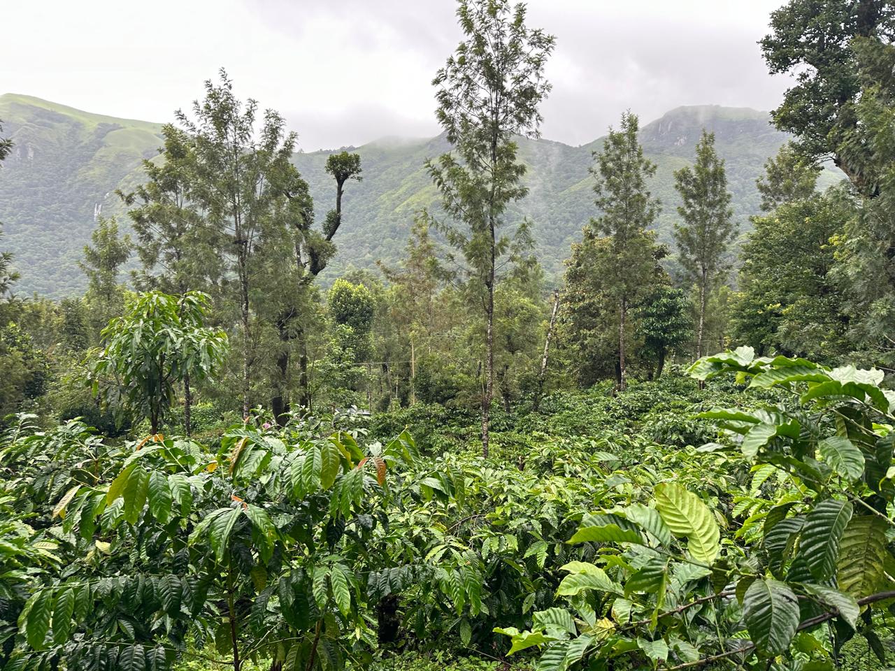 3.5 acre estate for sale near Rani jari