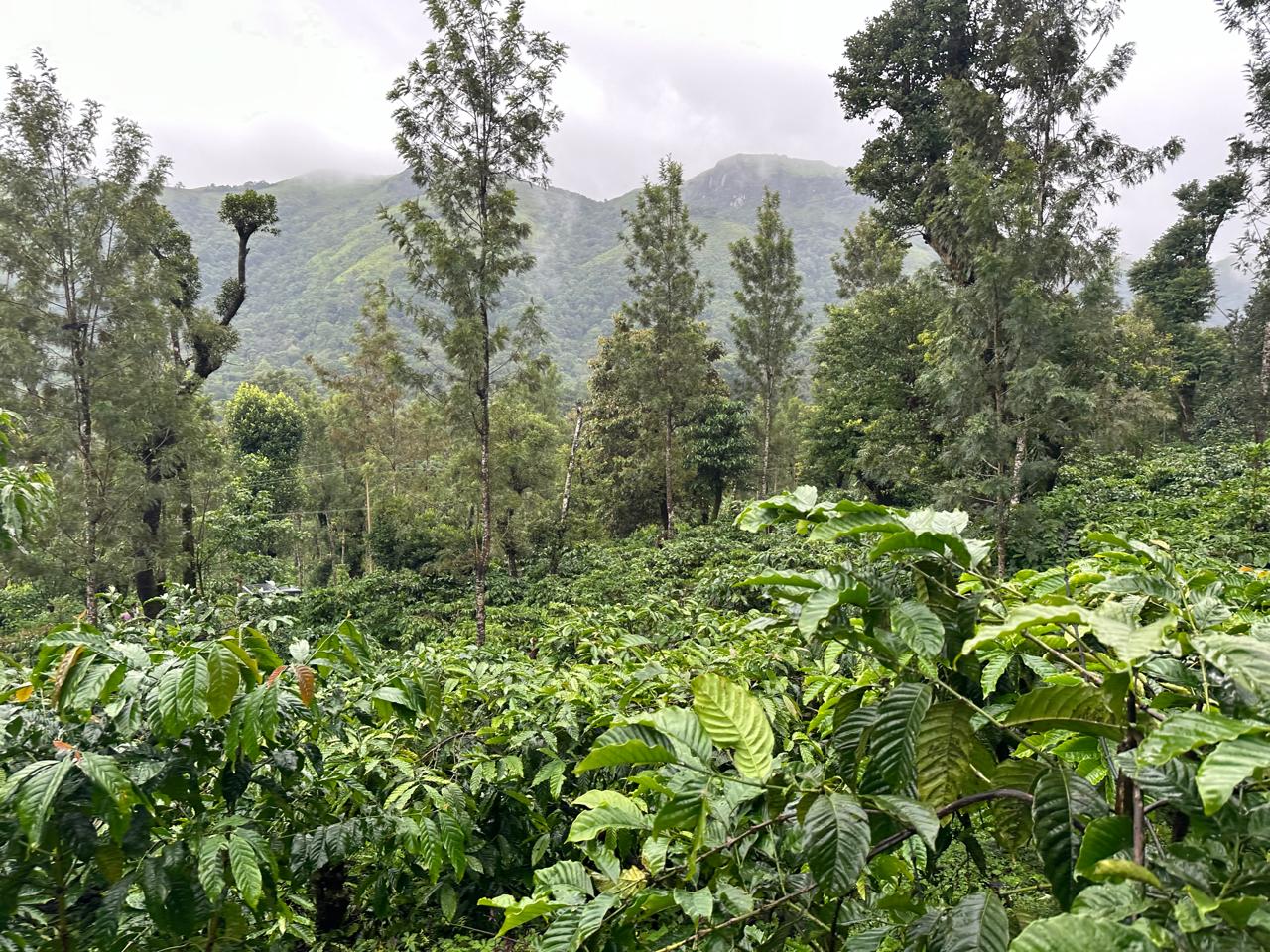 3.5 acre estate for sale near Rani jari