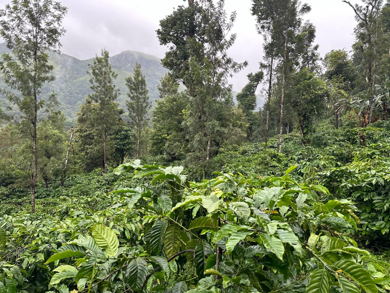 3.5 acre estate for sale near Rani jari
