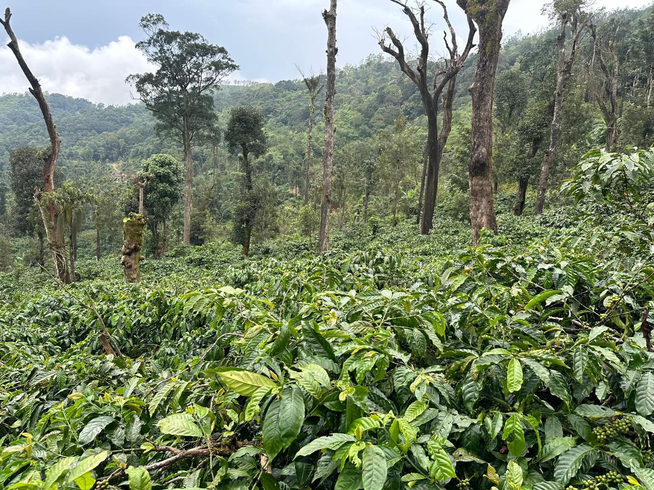 3 acre well maintained coffee estate for sale near sunksale - Mudigere