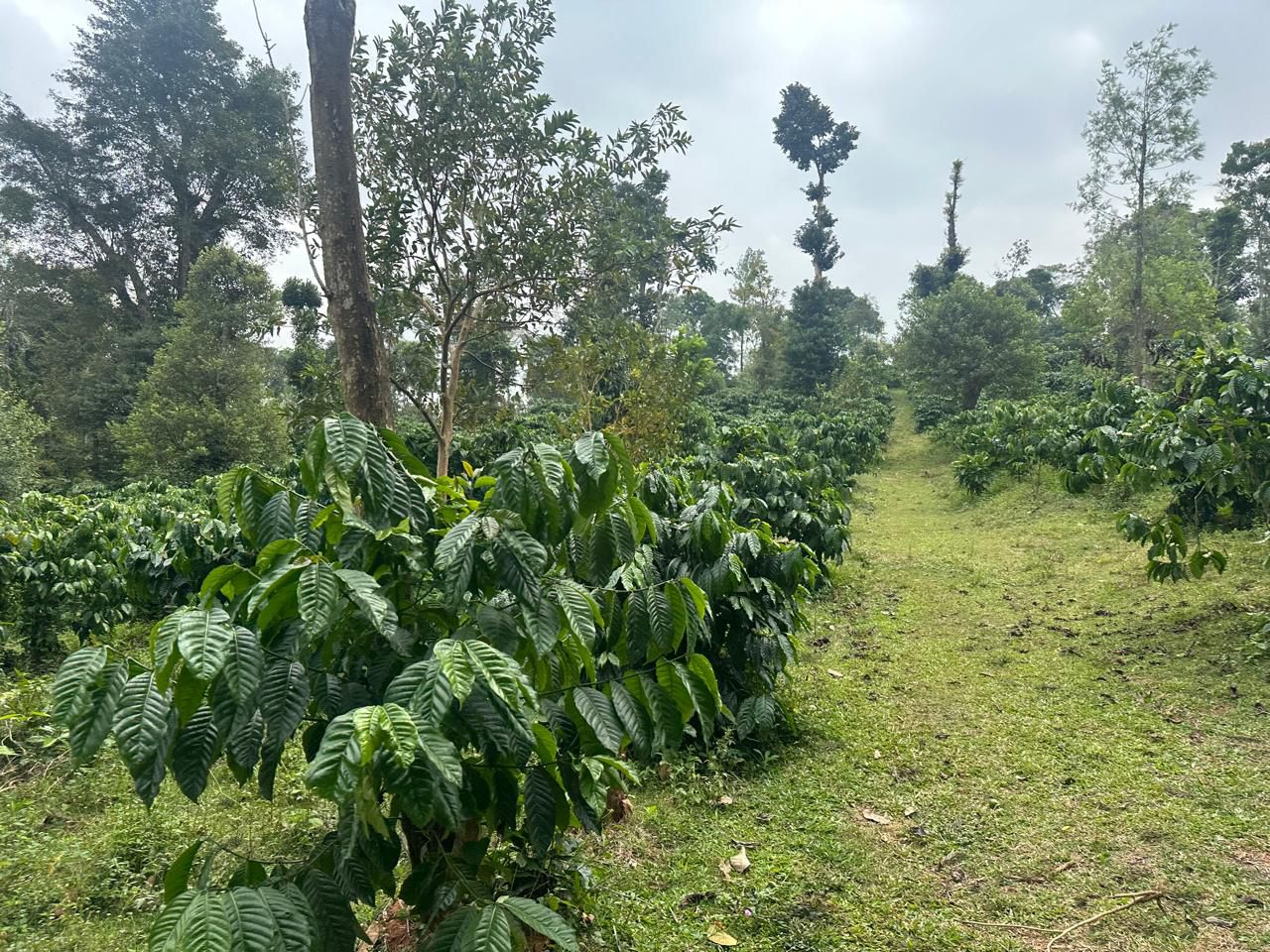 19 acre coffee estate for sale near sunksale
