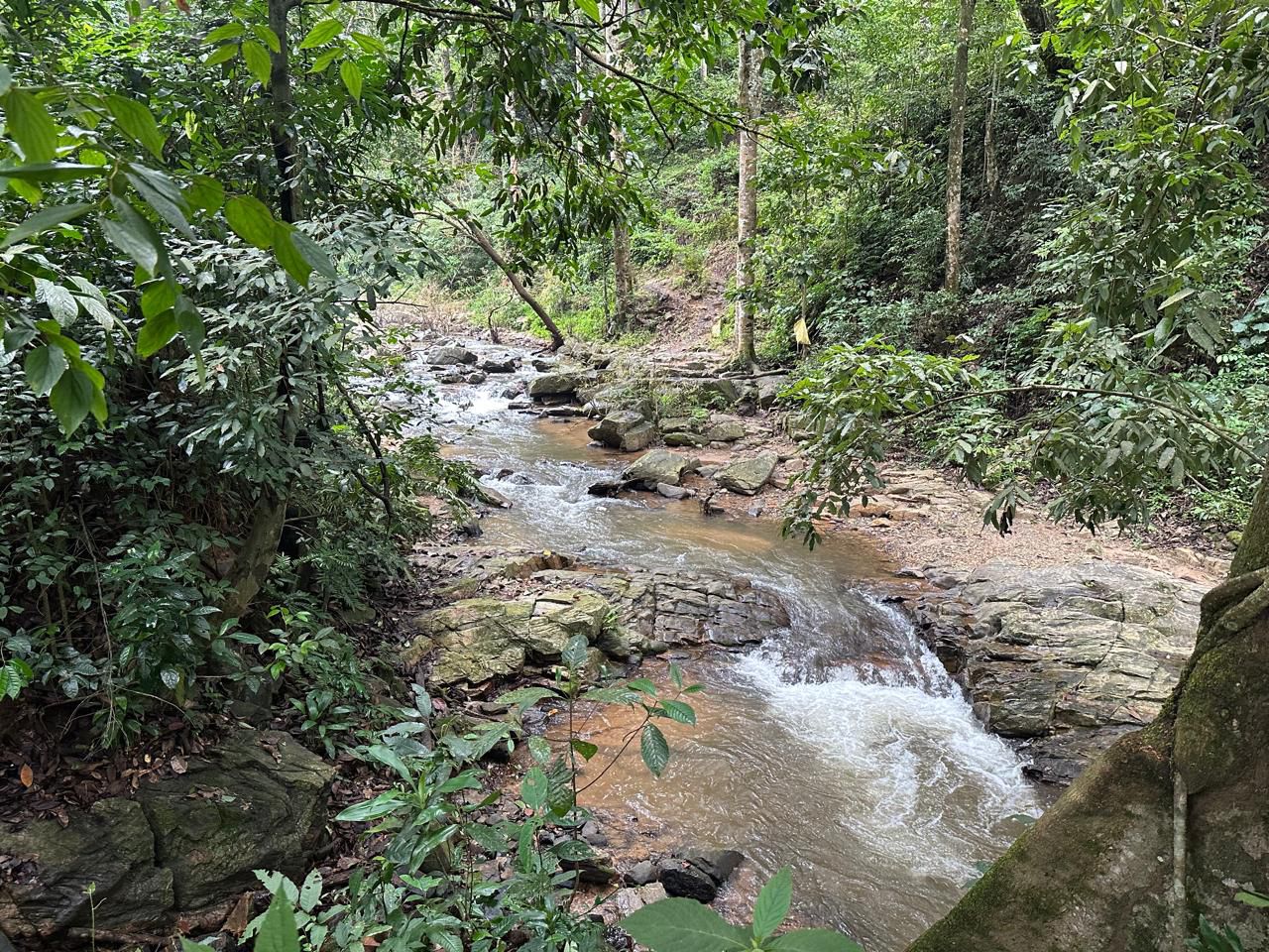19 acre coffee estate for sale near sunksale