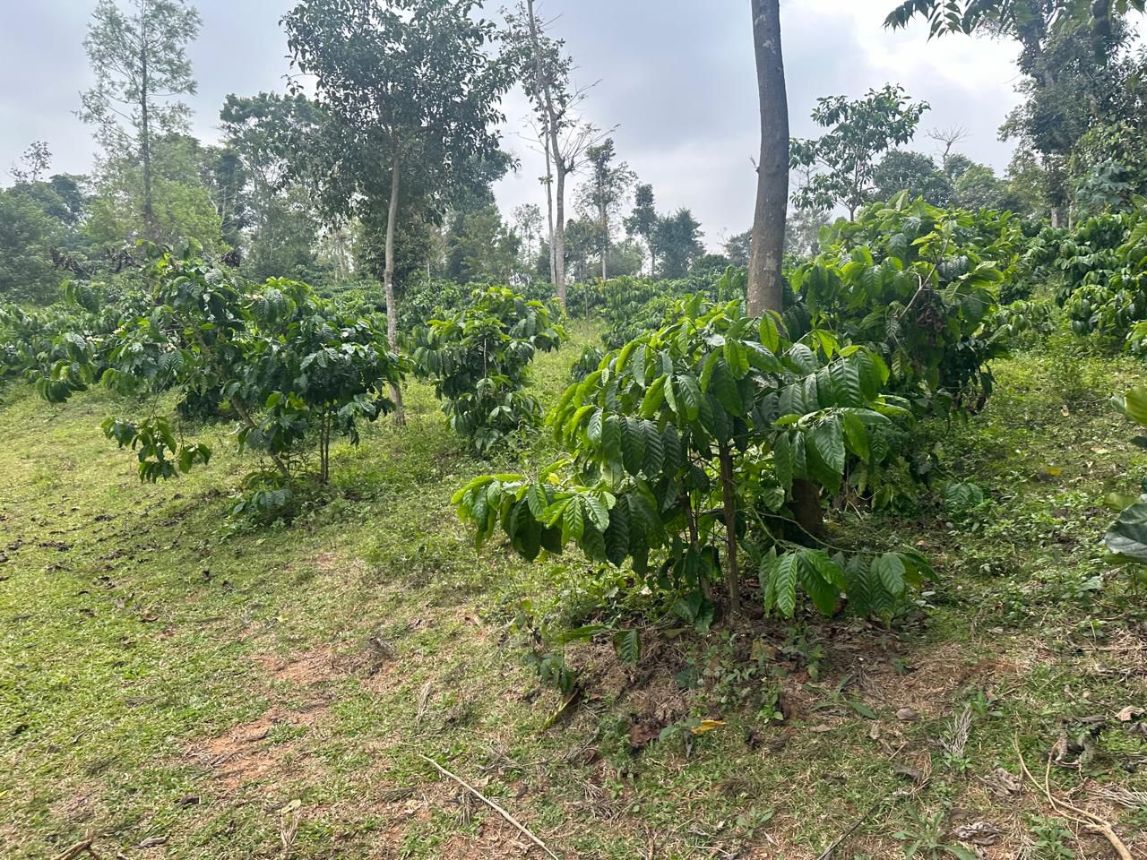 19 acre coffee estate for sale near sunksale