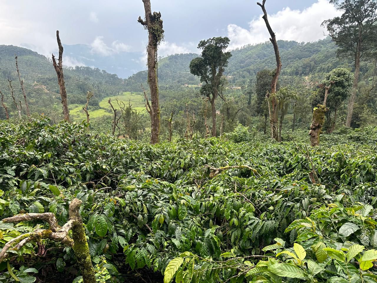 19 acre coffee estate for sale near sunksale