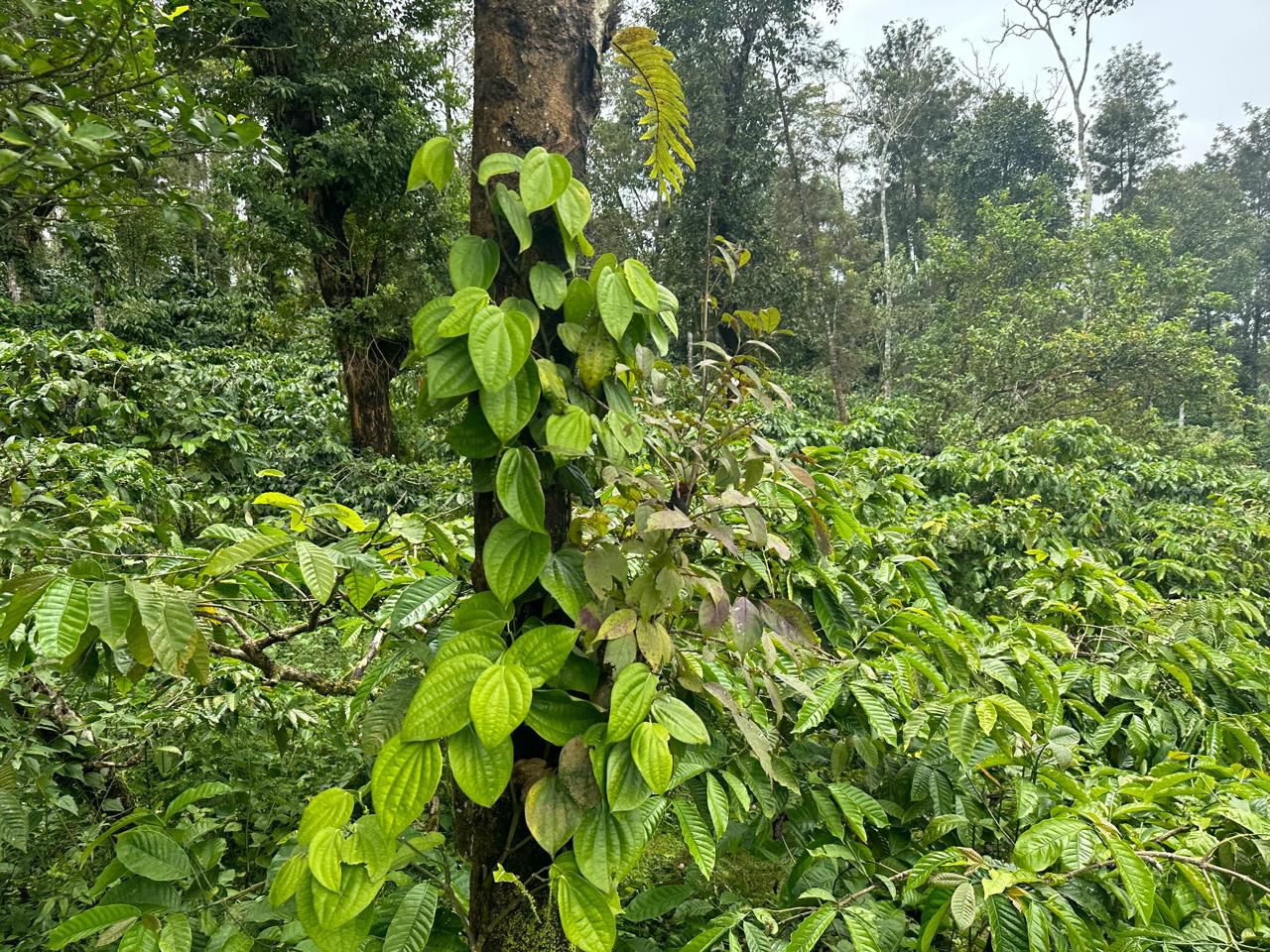  3.5 acre plantation with agri land for sale in Mudigere with farm house