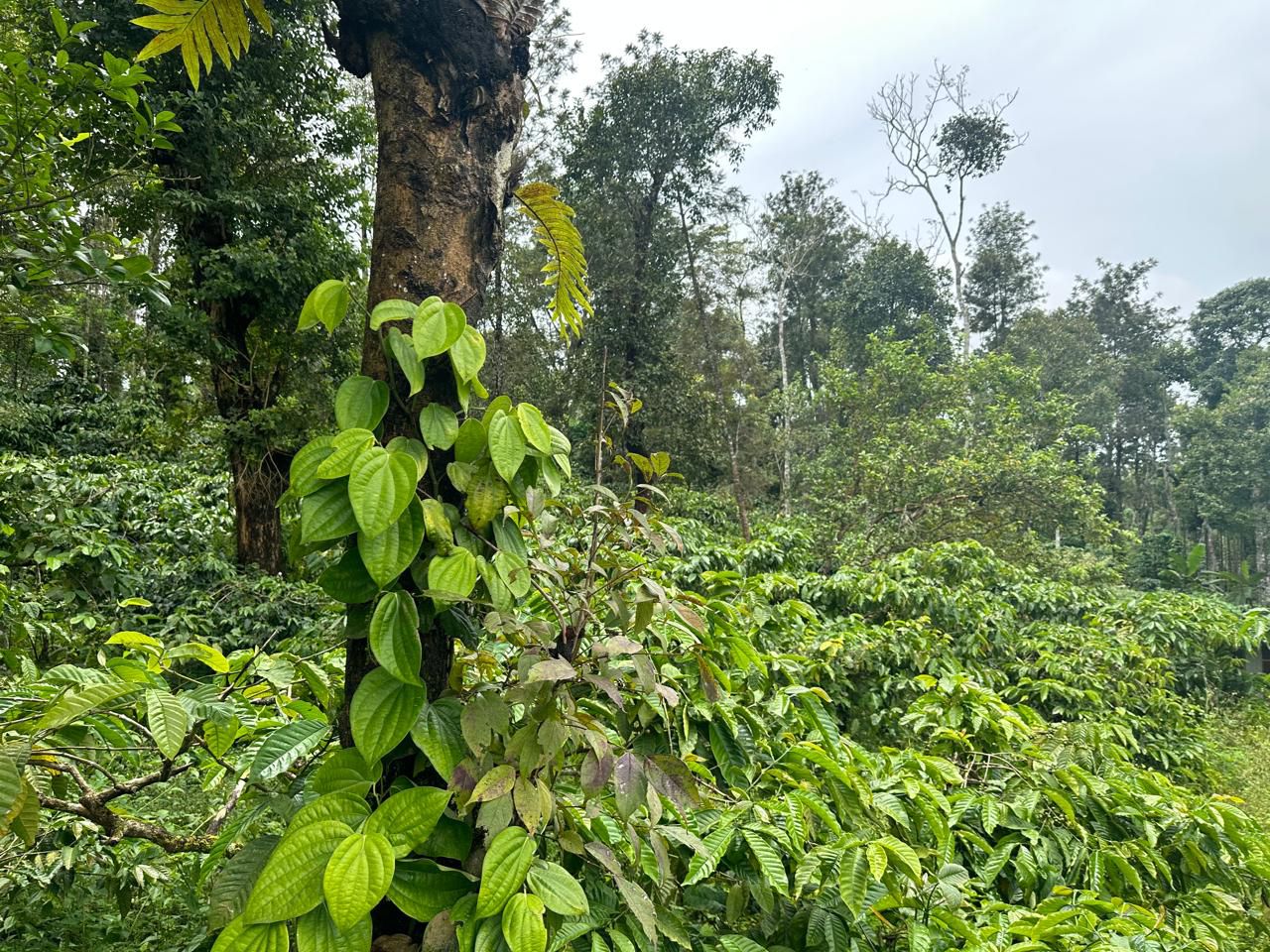  3.5 acre plantation with agri land for sale in Mudigere with farm house