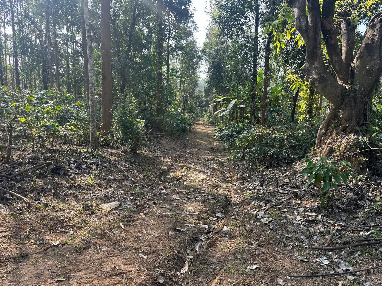  7 acre well maintained plantation for sale near Belur