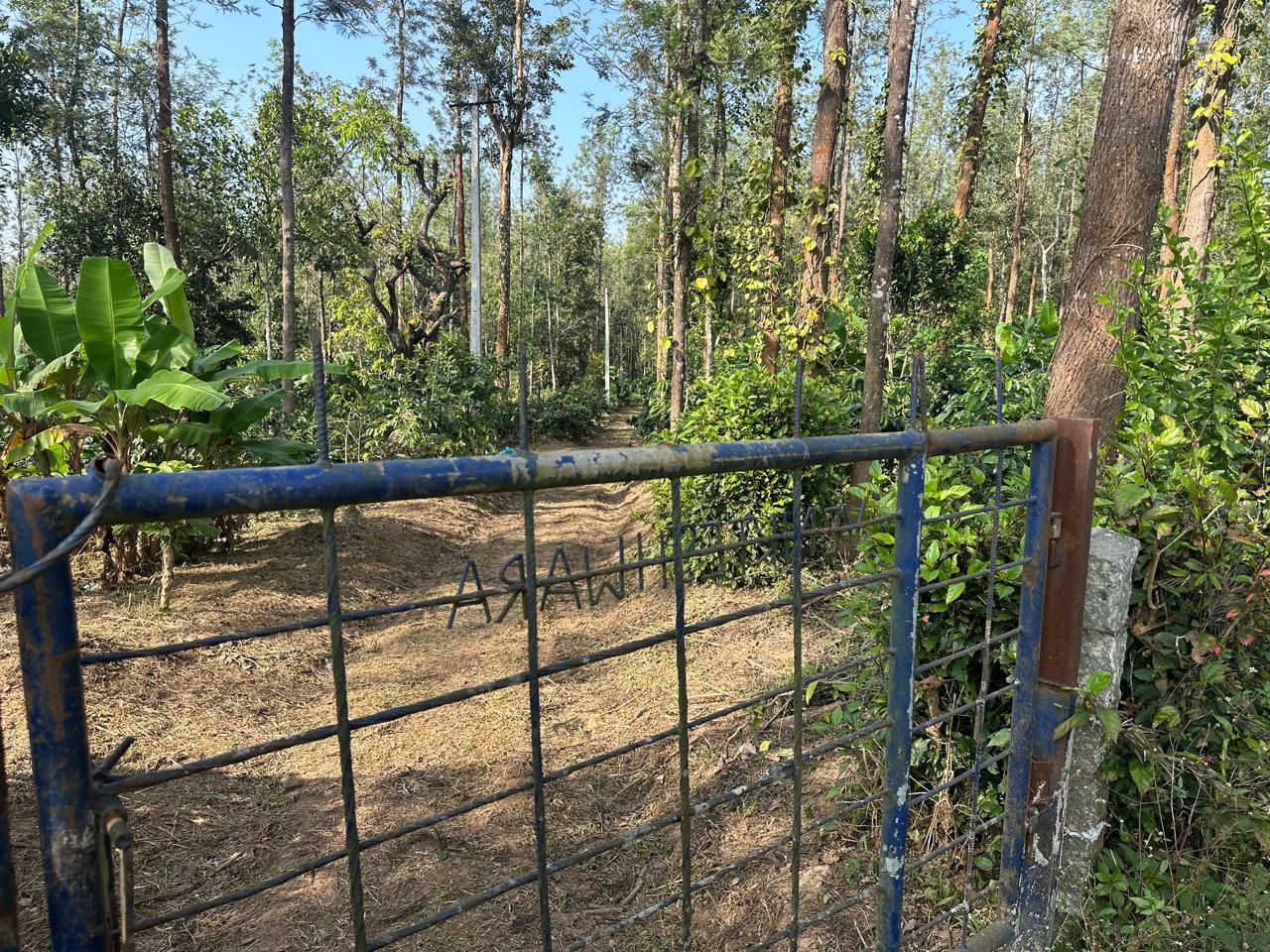 7 acre well maintained plantation for sale near Belur