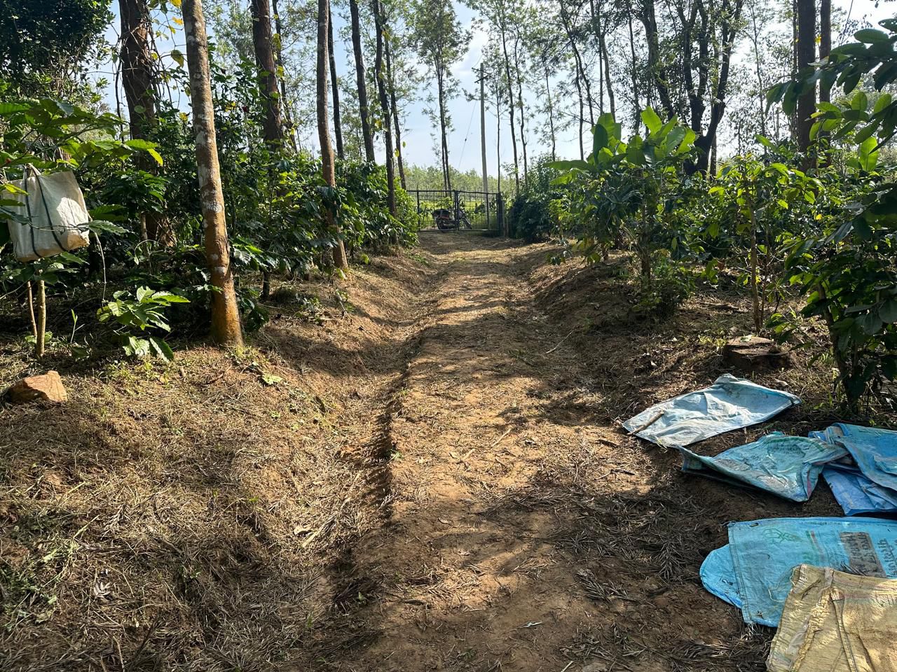  7 acre well maintained plantation for sale near Belur