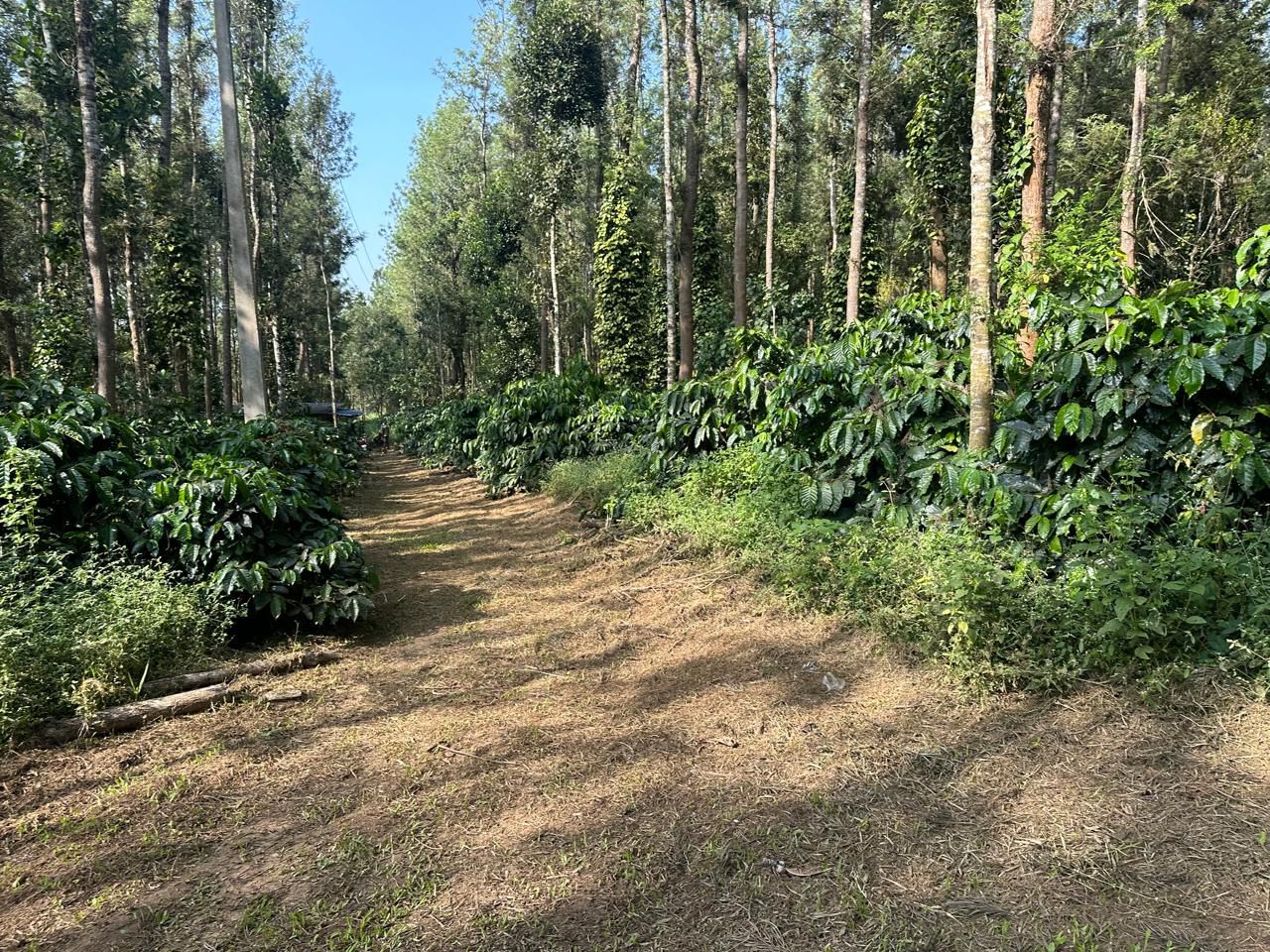  7 acre well maintained plantation for sale near Belur