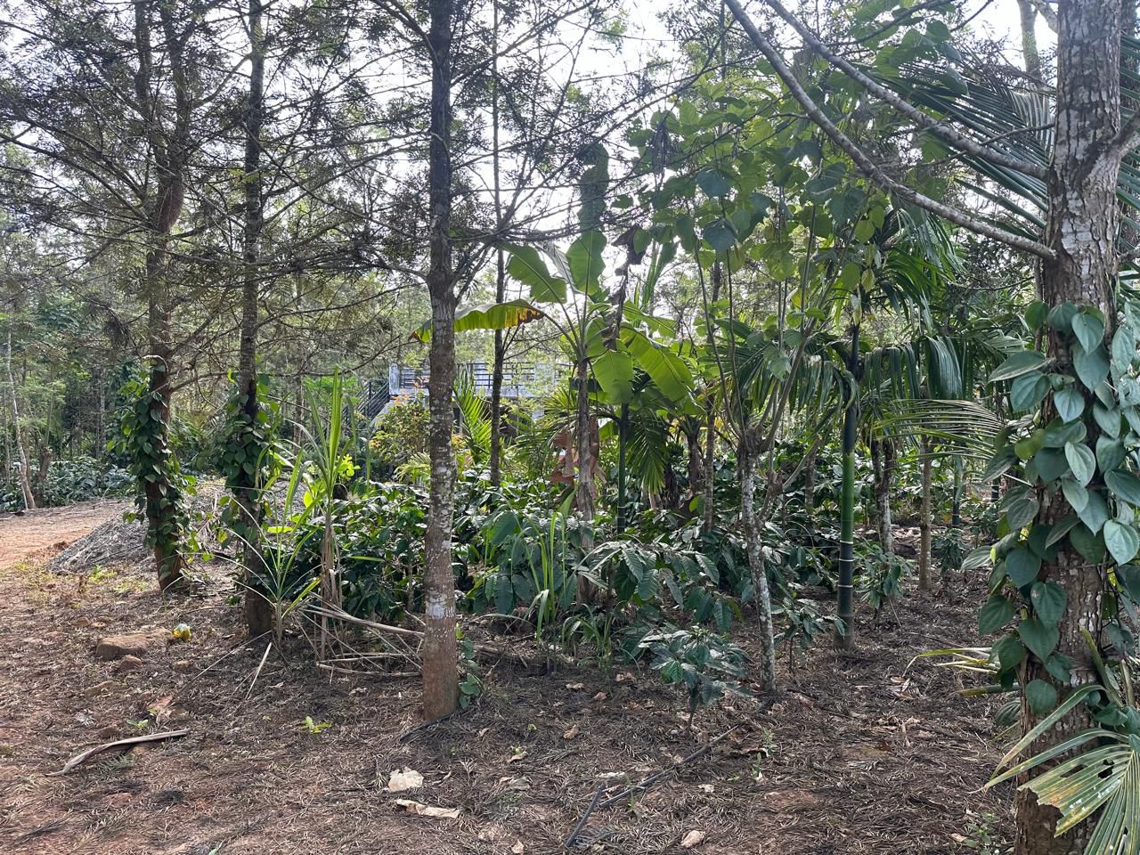   5.5 acre coffee estate with house for sale in Belur