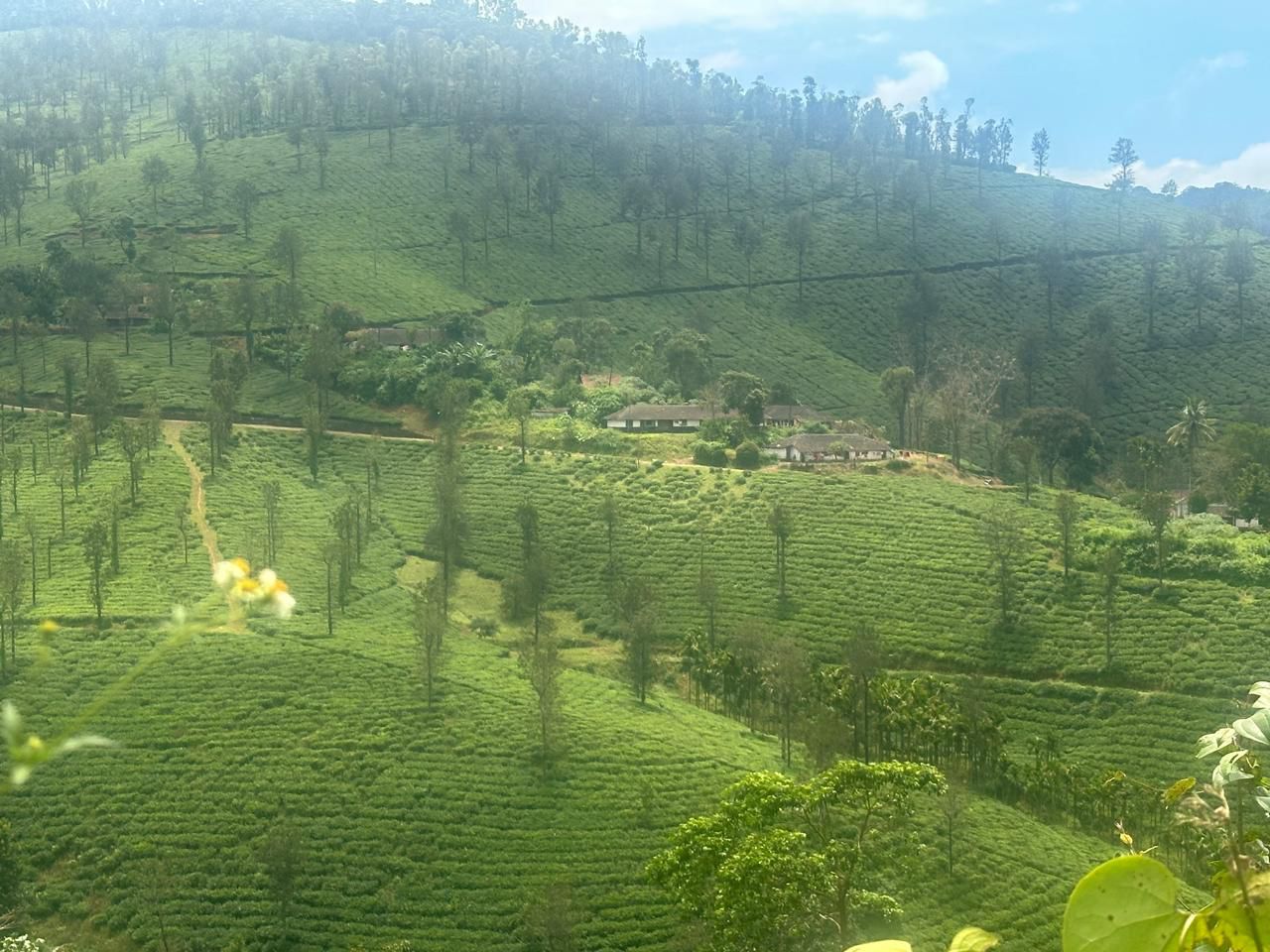  8 acre average maintained coffee plantation for sale in Kalasa