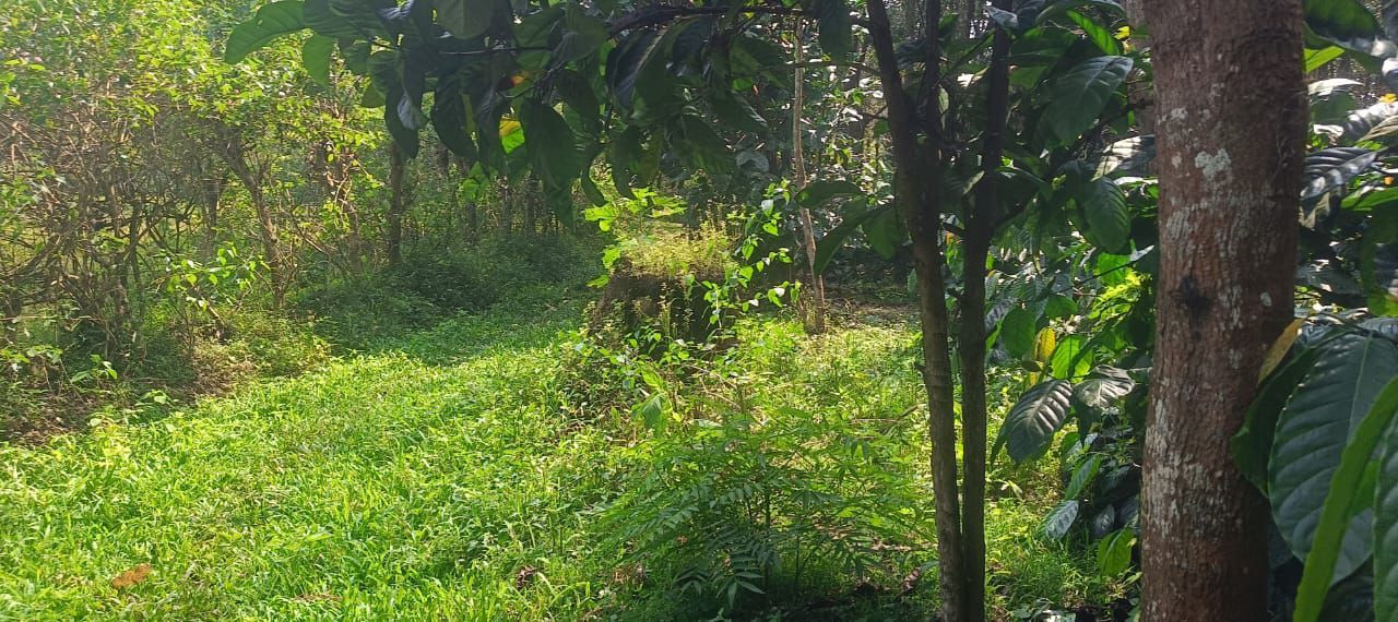 4 acre coffee estate for sale in Chikkamgaluru
