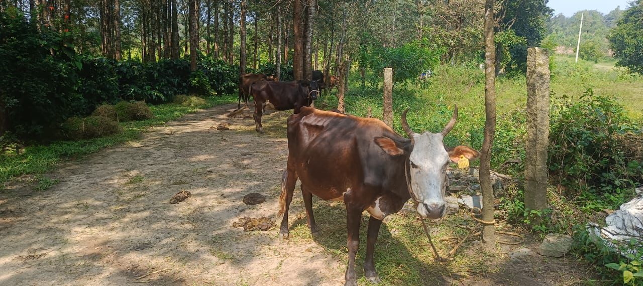 4 acre coffee estate for sale in Chikkamgaluru