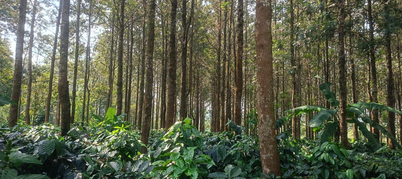 4 acre coffee estate for sale in Chikkamgaluru