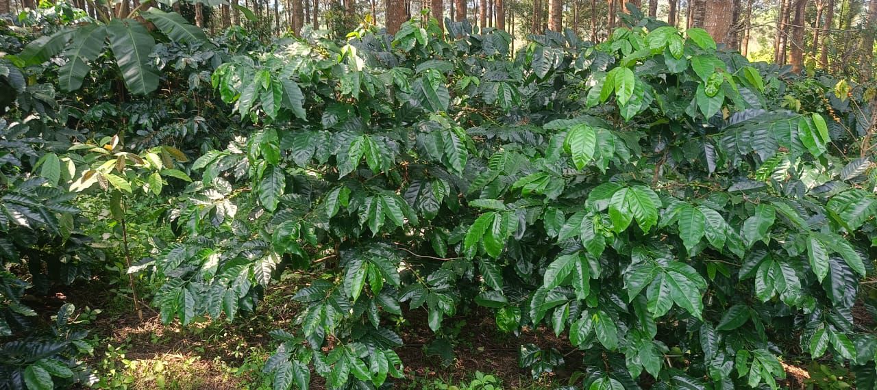 4 acre coffee estate for sale in Chikkamgaluru