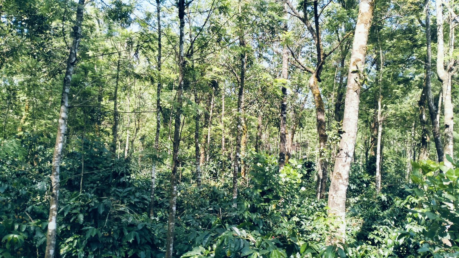  8 acre coffee estate for sale in foothills for Mullayyanagiri  - Chikkamgaluru