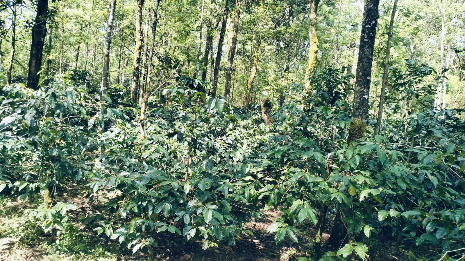  8 acre coffee estate for sale in foothills for Mullayyanagiri  - Chikkamgaluru