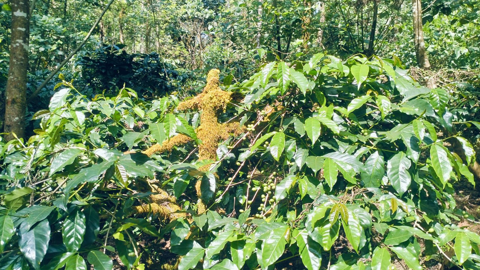  8 acre coffee estate for sale in foothills for Mullayyanagiri  - Chikkamgaluru