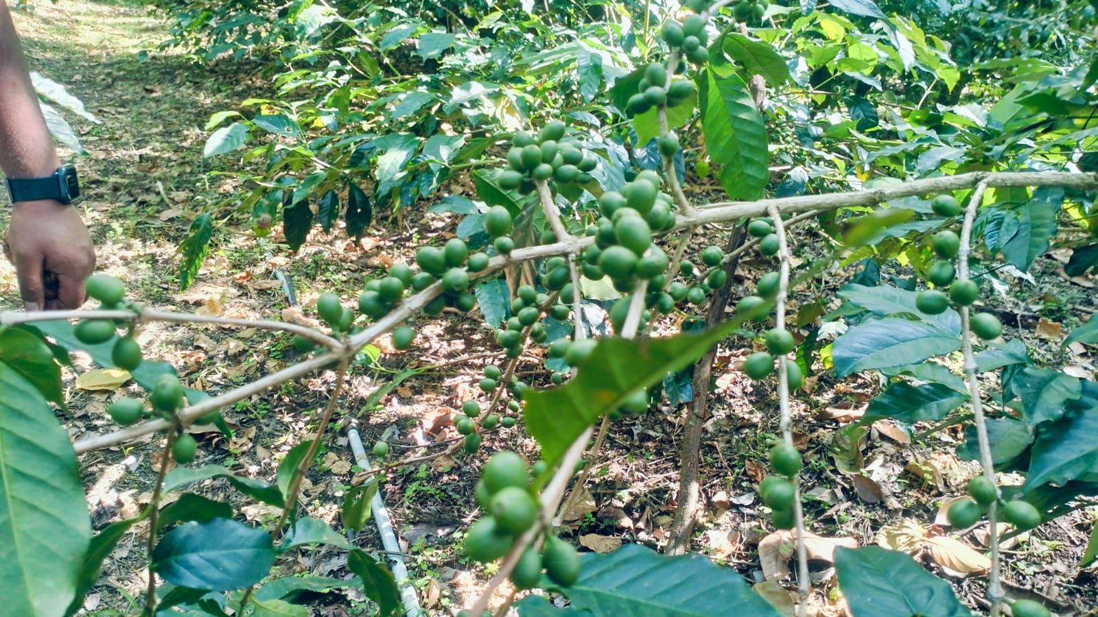  8 acre coffee estate for sale in foothills for Mullayyanagiri  - Chikkamgaluru