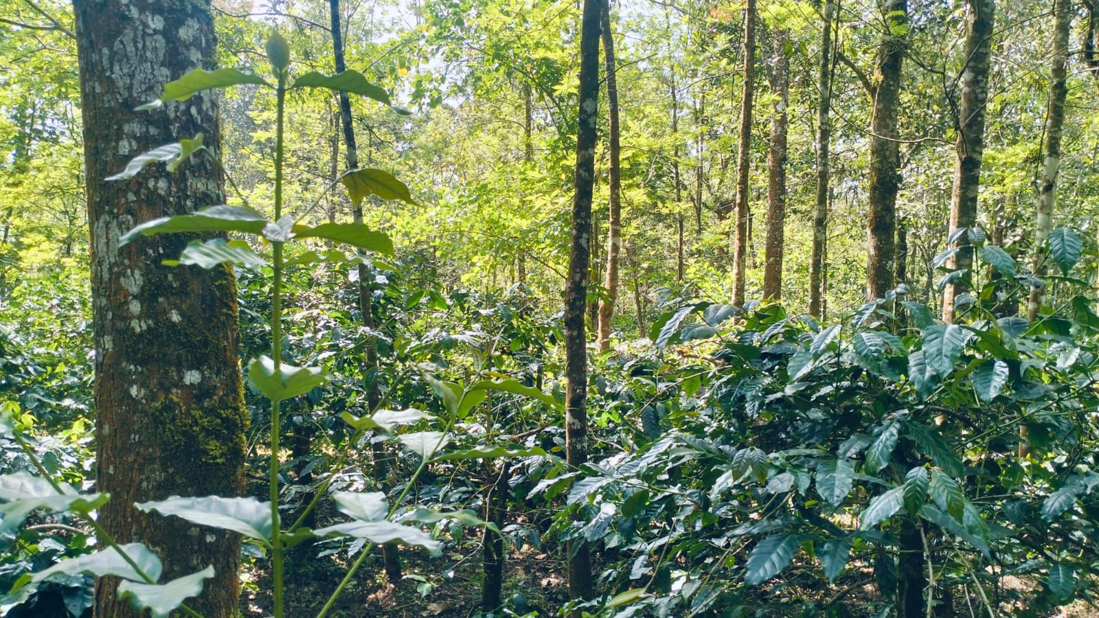  8 acre coffee estate for sale in foothills for Mullayyanagiri  - Chikkamgaluru