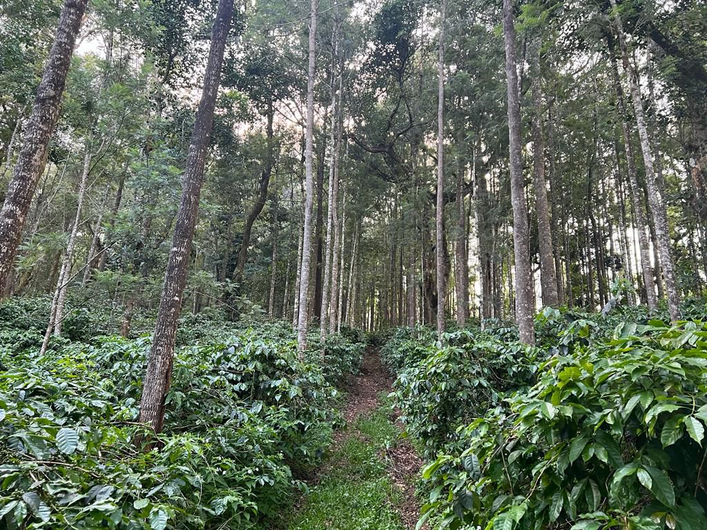 50 acre coffee estate for sale in Chikkamgaluru