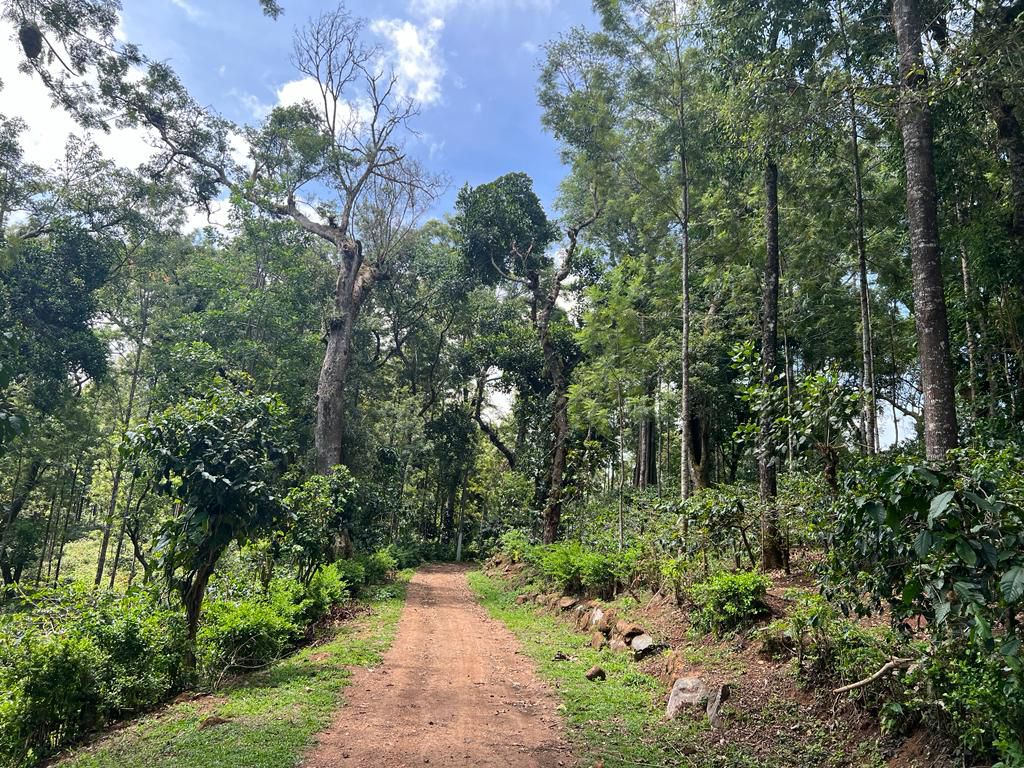 50 acre coffee estate for sale in Chikkamgaluru