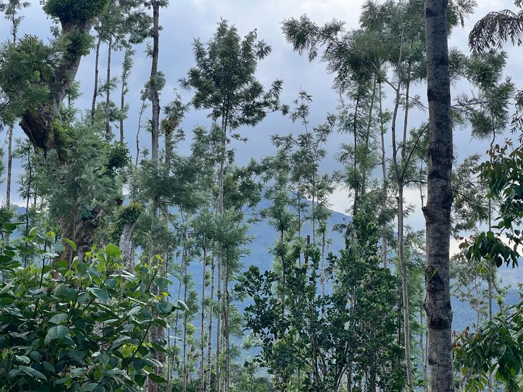 50 acre coffee estate for sale in Chikkamgaluru