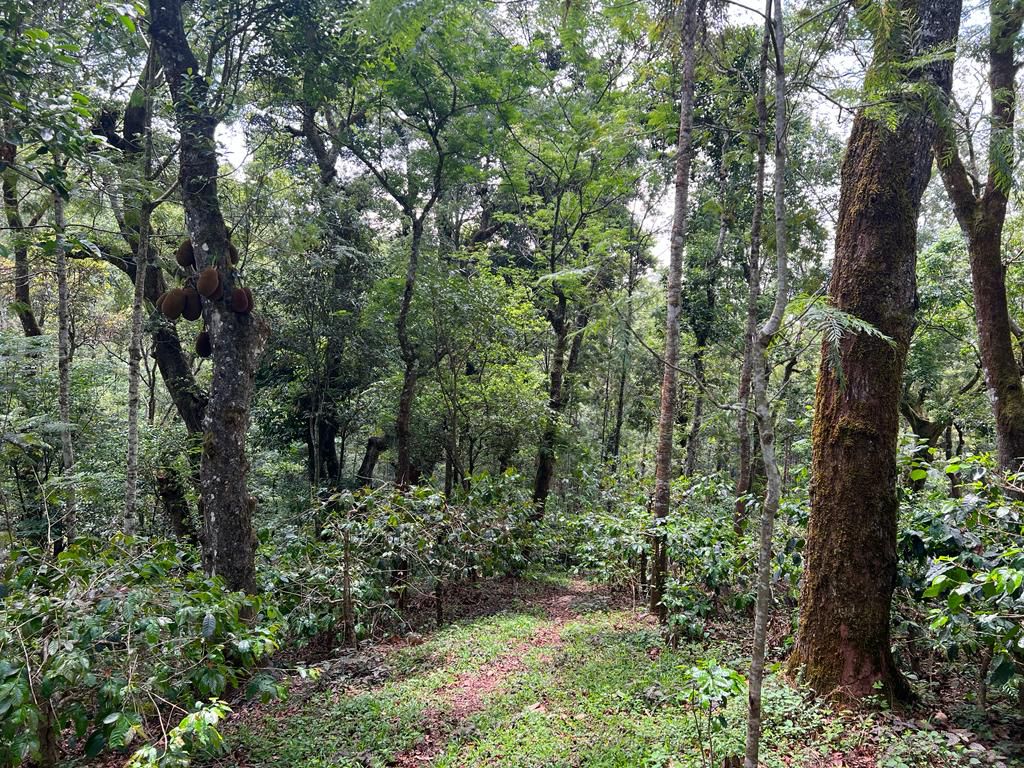 50 acre coffee estate for sale in Chikkamgaluru