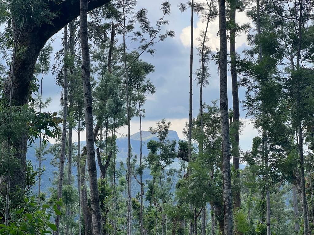 50 acre coffee estate for sale in Chikkamgaluru