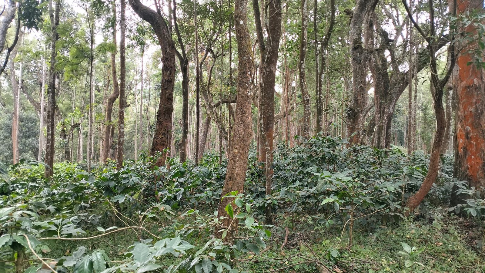  87 acre coffee estate for sale in Chikkamgaluru