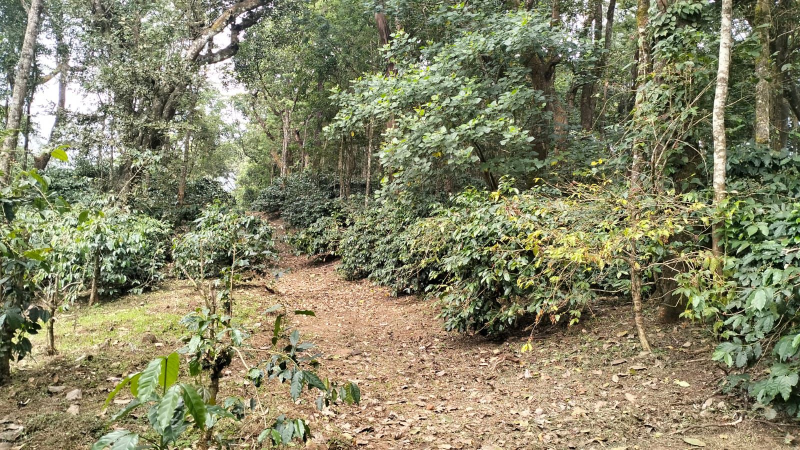  87 acre coffee estate for sale in Chikkamgaluru