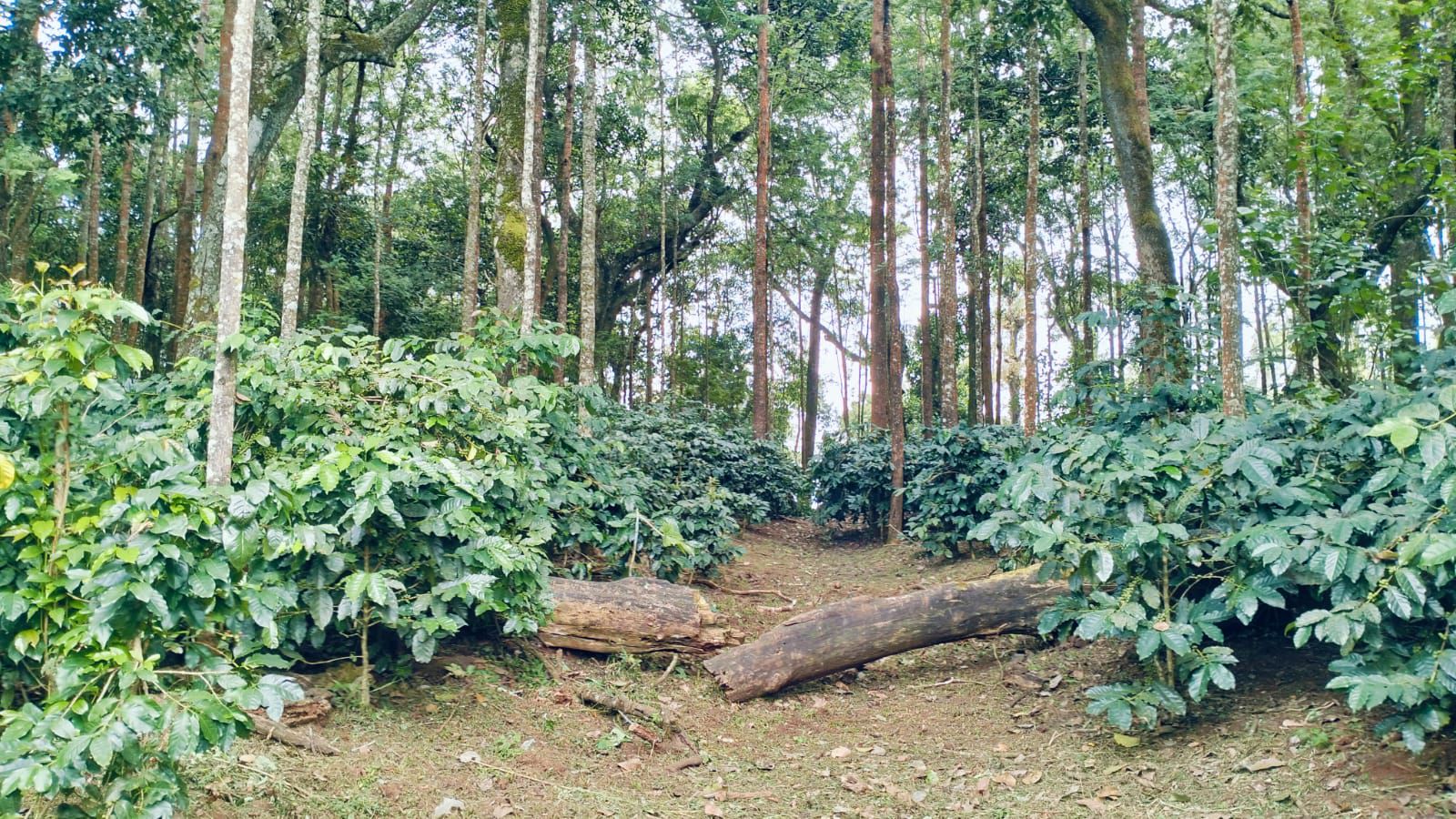  87 acre coffee estate for sale in Chikkamgaluru
