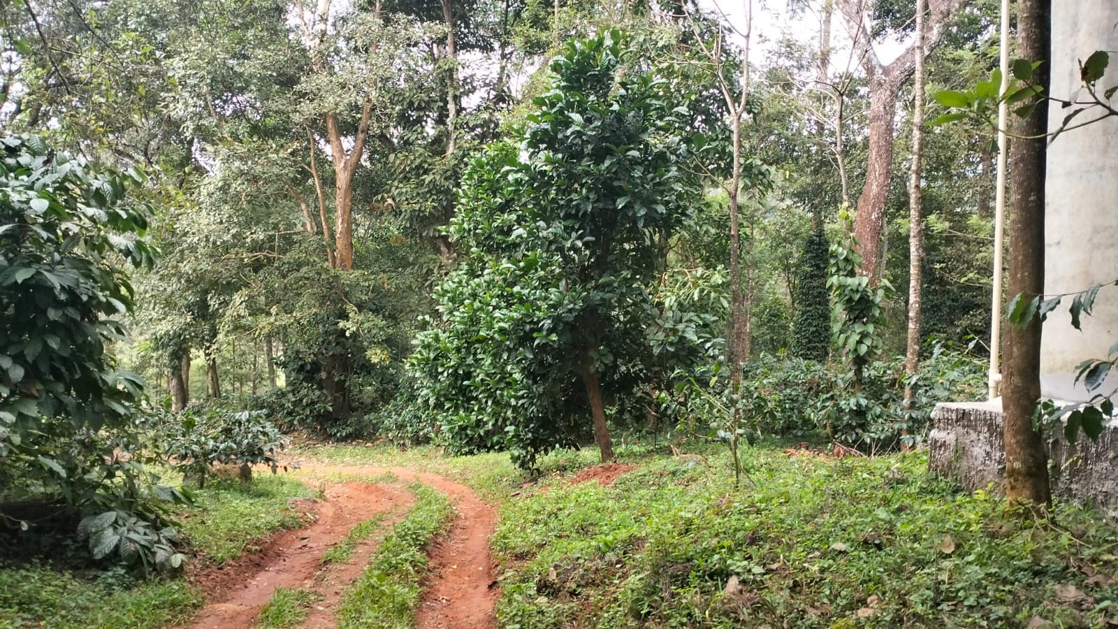  87 acre coffee estate for sale in Chikkamgaluru