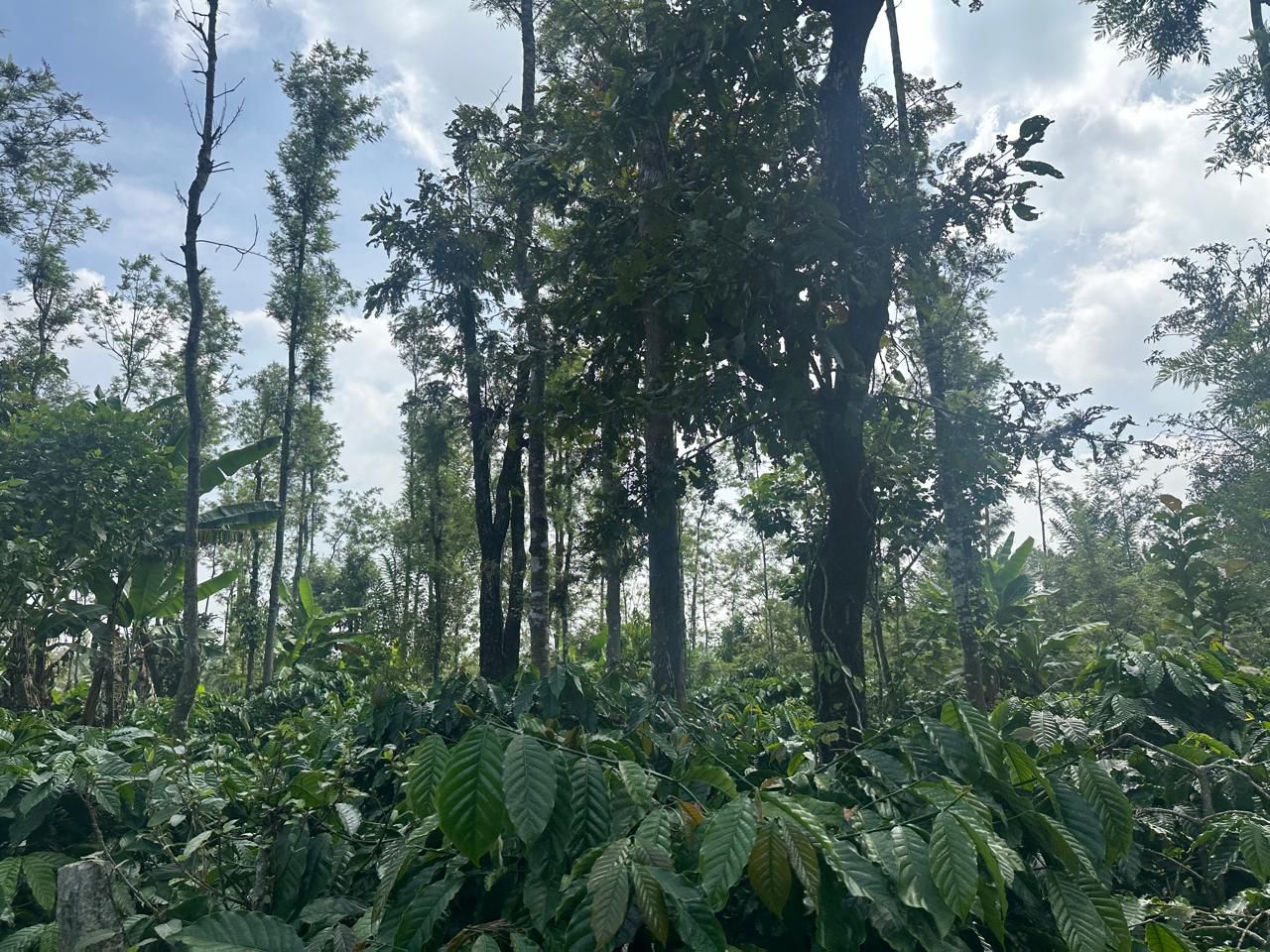  1 acre coffee estate for sale in Saklehspura