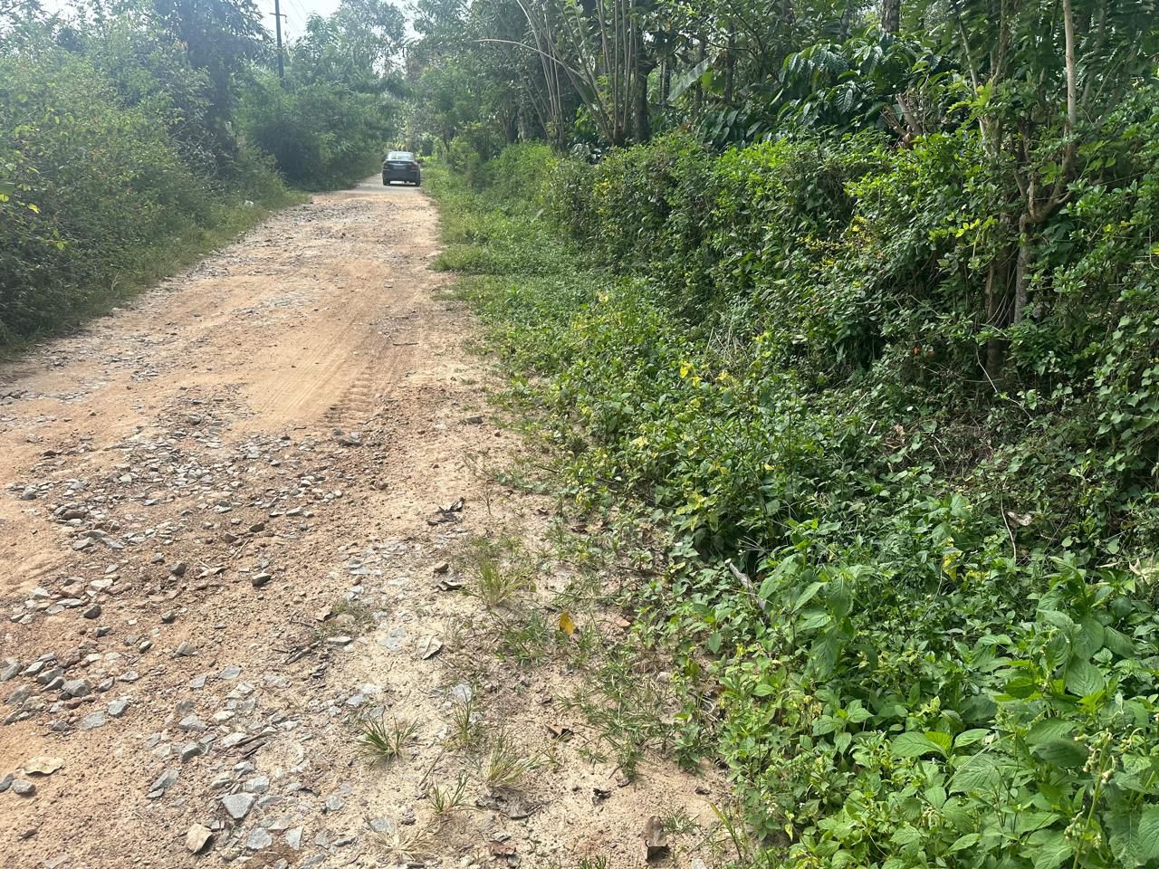  1 acre coffee estate for sale in Saklehspura