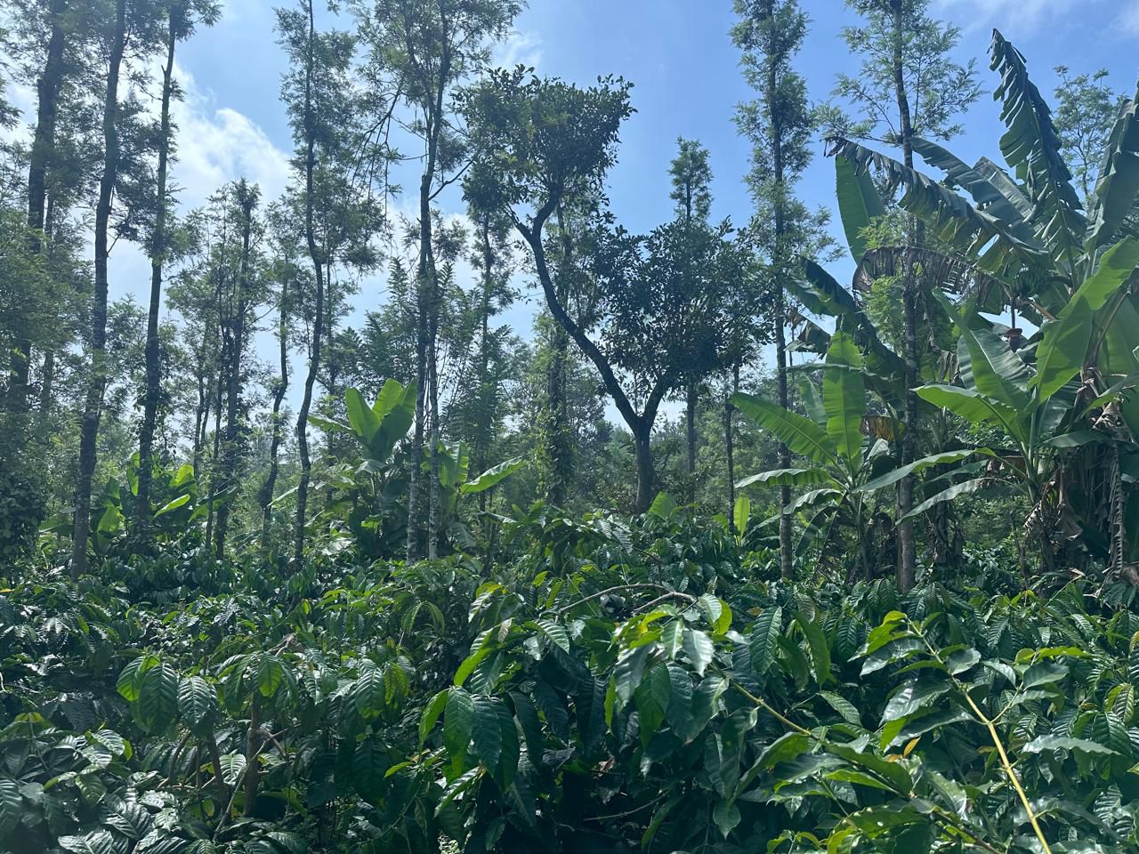  1 acre coffee estate for sale in Saklehspura