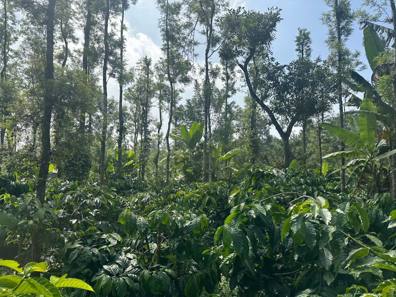  1 acre coffee estate for sale in Saklehspura
