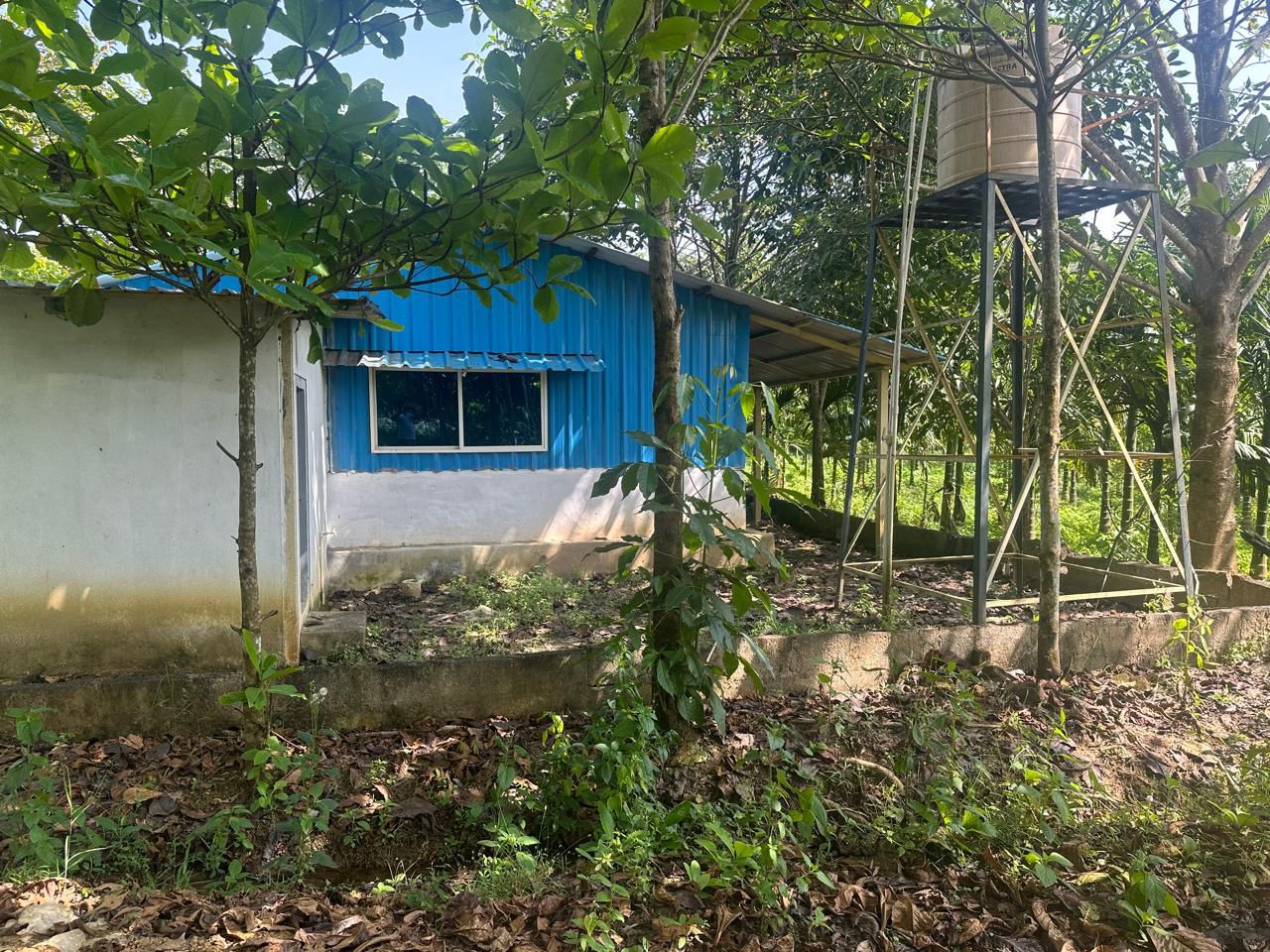  4.5 acre areca and coffee plantation for sale in Saklehspura