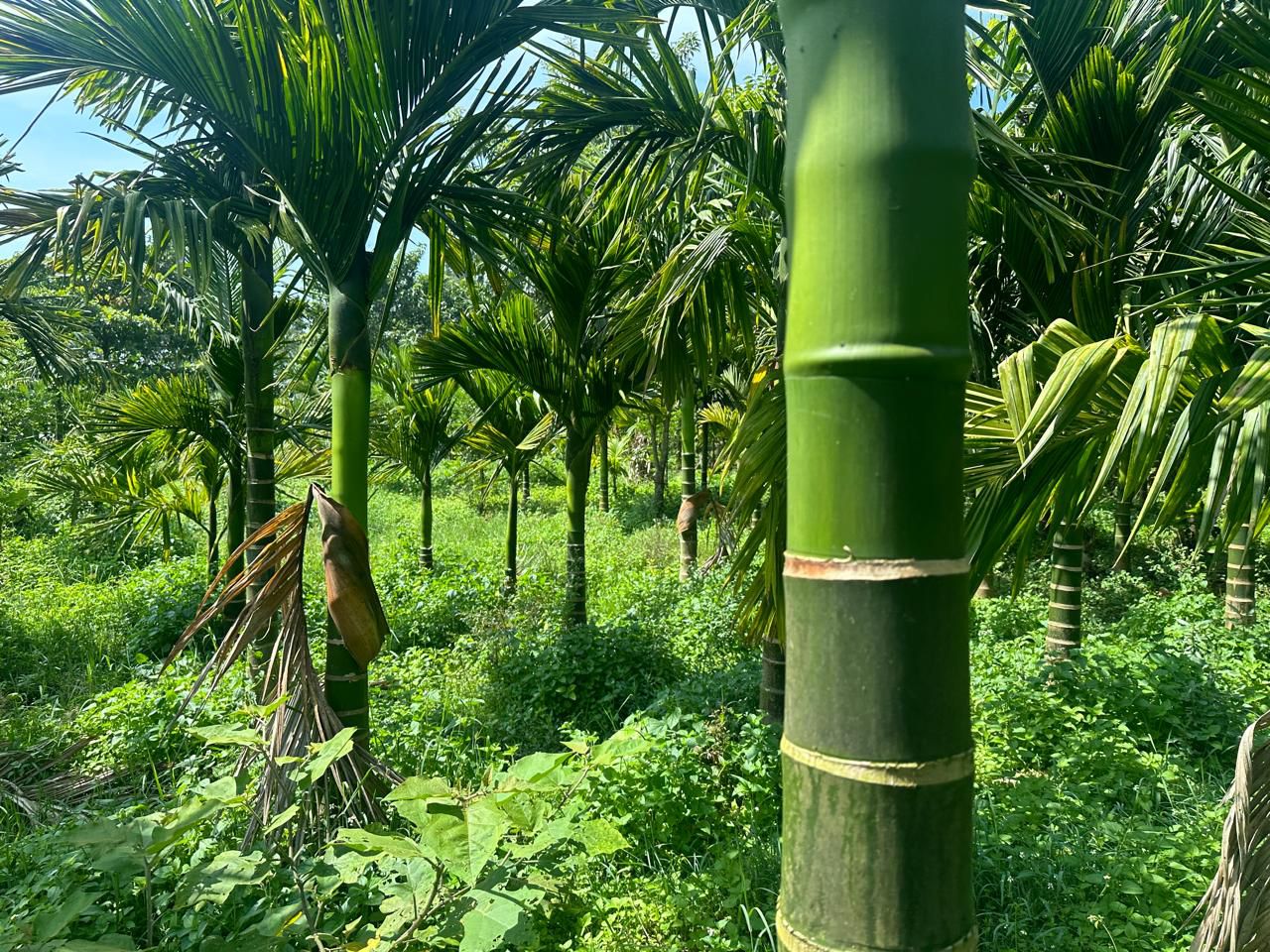  4.5 acre areca and coffee plantation for sale in Saklehspura