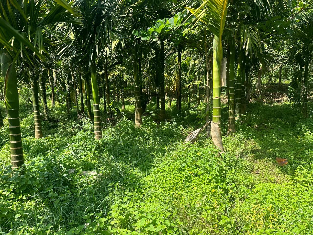  4.5 acre areca and coffee plantation for sale in Saklehspura
