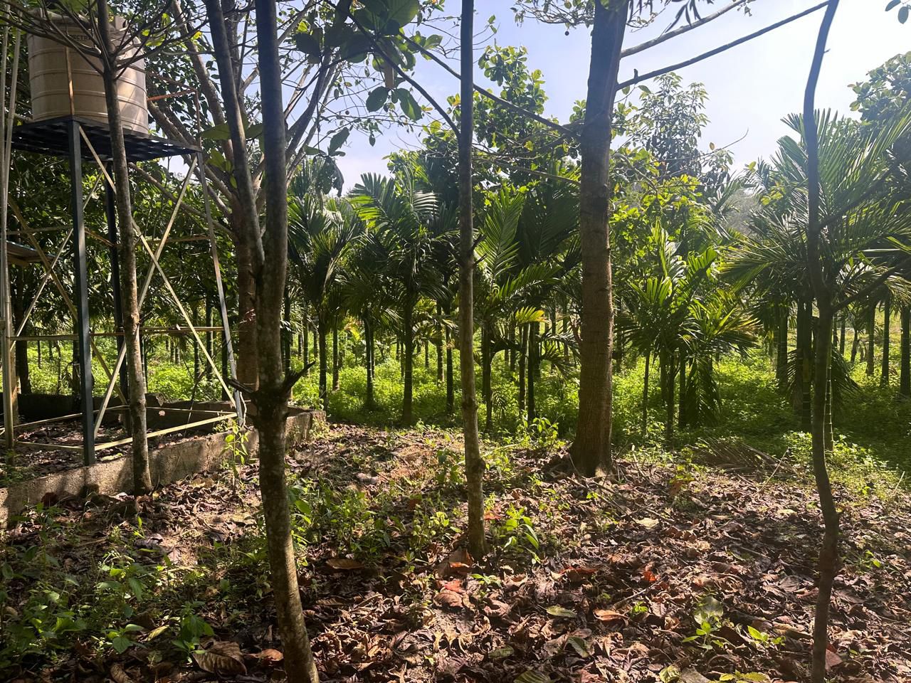  4.5 acre areca and coffee plantation for sale in Saklehspura