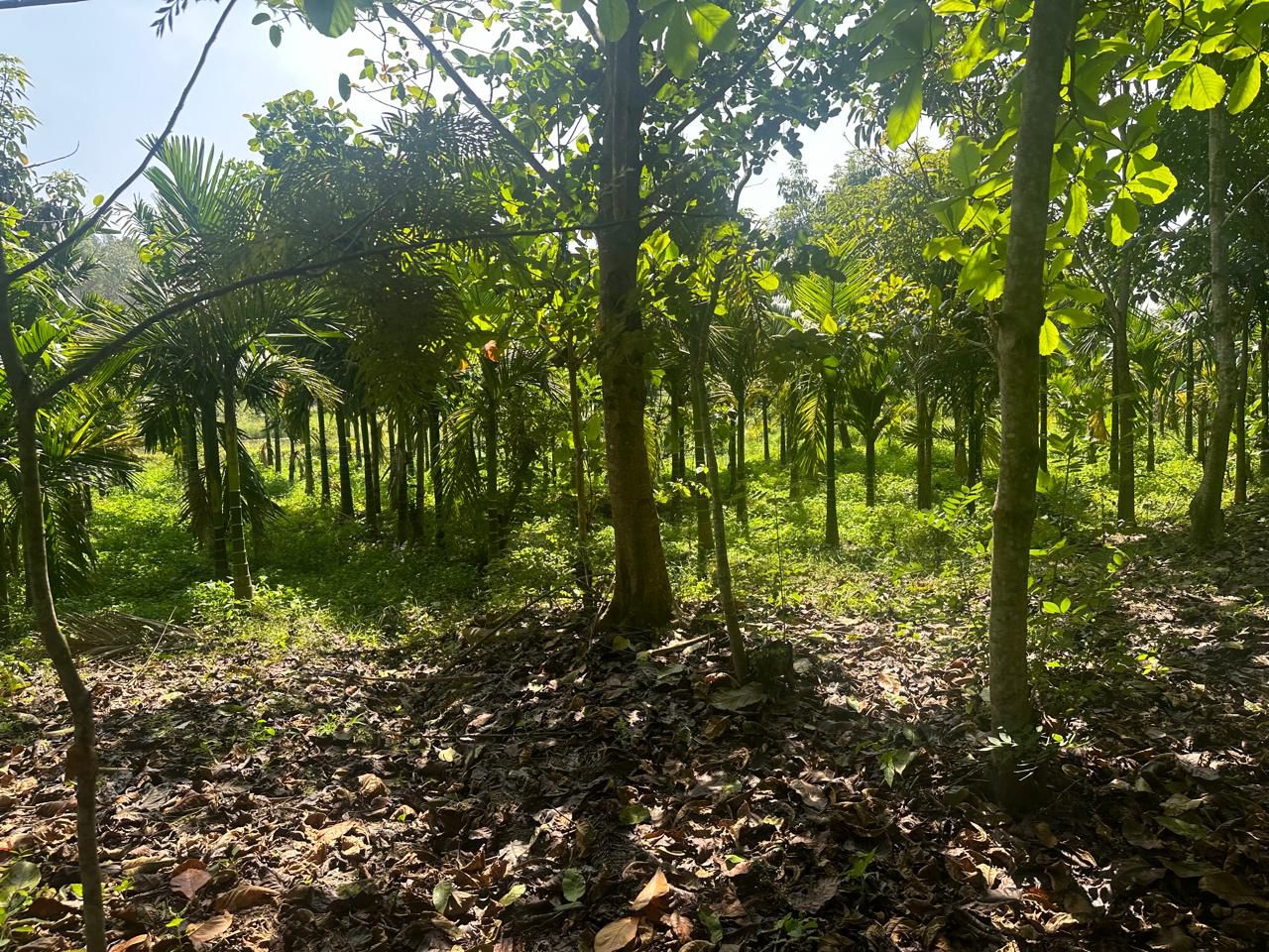  4.5 acre areca and coffee plantation for sale in Saklehspura