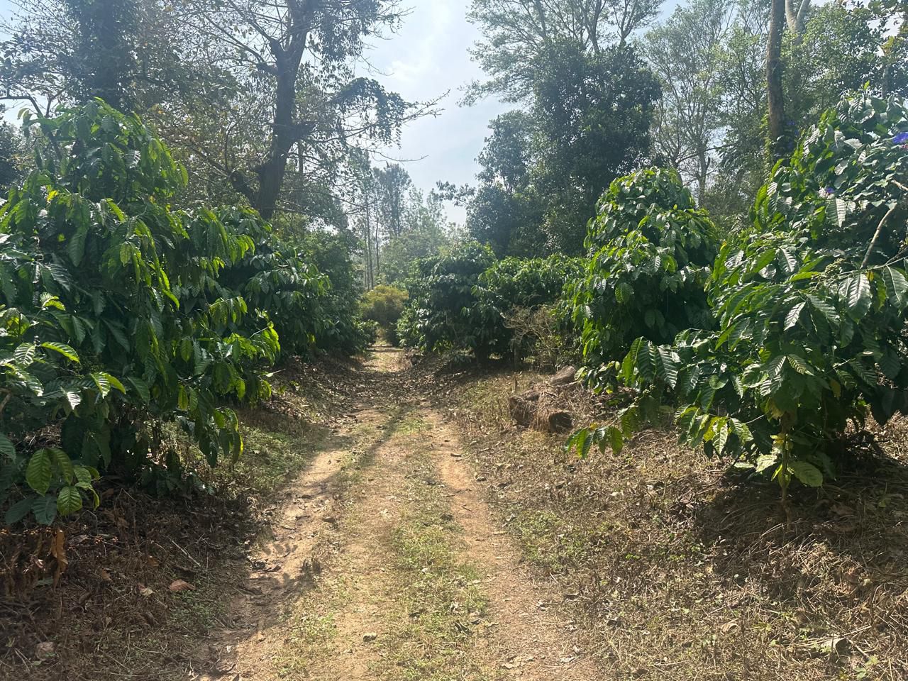 7 acre coffee estate for sale in Saklehspura