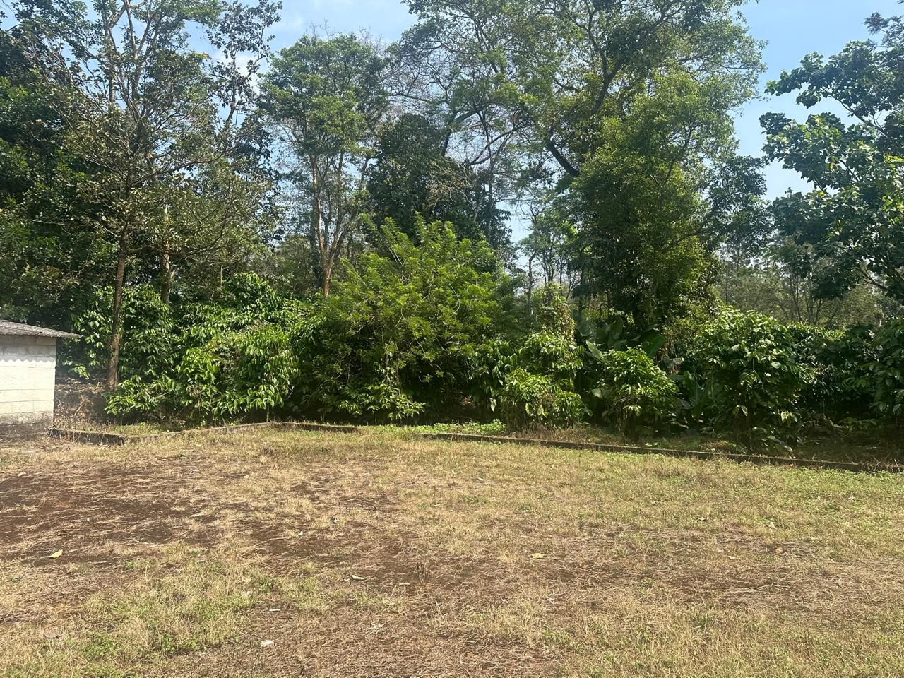 7 acre coffee estate for sale in Saklehspura